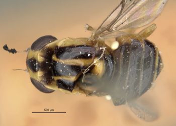 Media type: image;   Entomology 13366 Aspect: habitus dorsal view